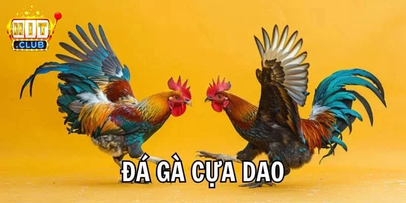 Live đá gà cựa dao là gì? Tổng quan và những điều cần biết 2 Live đá gà cựa dao là gì?
